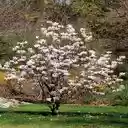 magnolia tree wallpaper  screen for extension Chrome web store in OffiDocs Chromium
