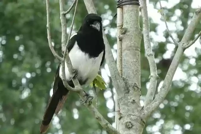 Free download magpie nature bird animal plumage free picture to be edited with GIMP free online image editor