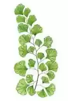 Free download Maidenhair fern free photo or picture to be edited with GIMP online image editor