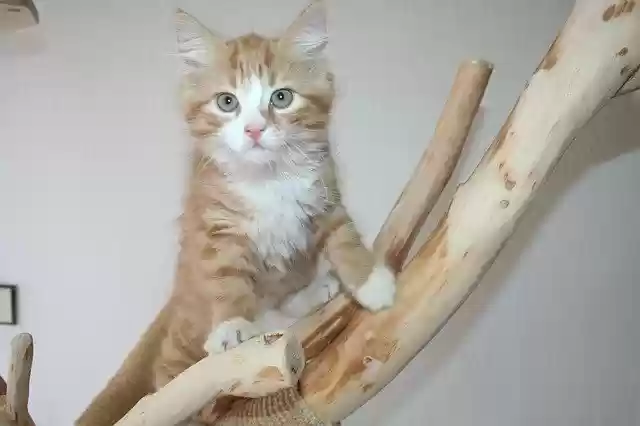 Free download main coon maincoon cat kitten free picture to be edited with GIMP free online image editor