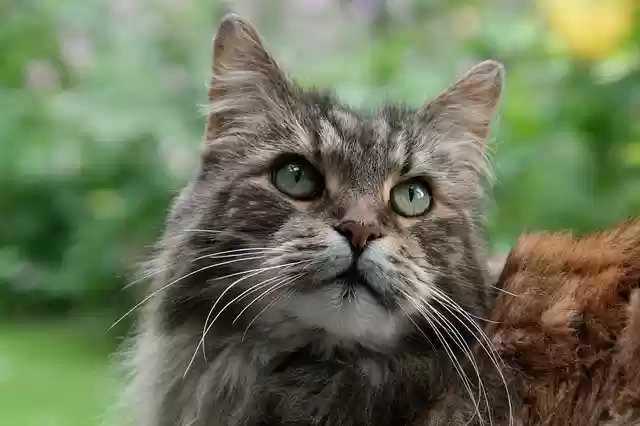 Free download maine coon cat animal portrait free picture to be edited with GIMP free online image editor