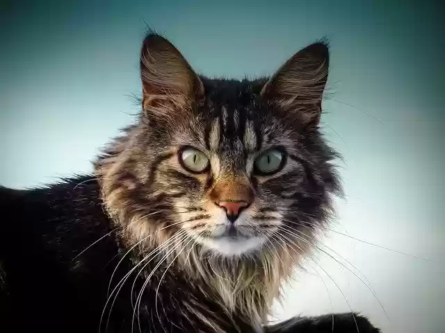 Free download maine coon cat cat eyes nose view free picture to be edited with GIMP free online image editor