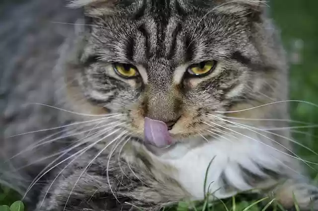 Free download maine coon cat cat mackerel free picture to be edited with GIMP free online image editor