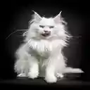 Maine Coon Cat Wallpaper  screen for extension Chrome web store in OffiDocs Chromium