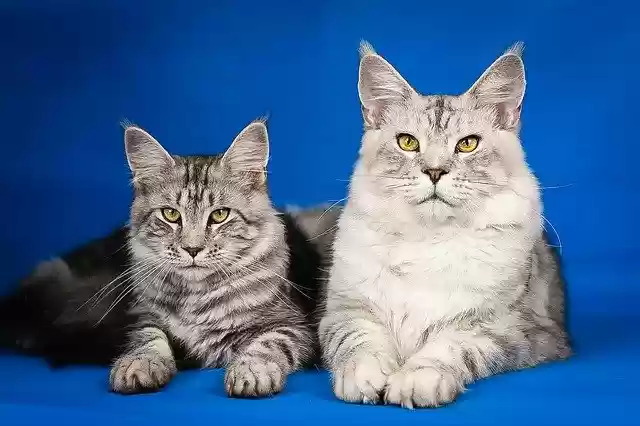 Free download maine coon kittens cute pets free picture to be edited with GIMP free online image editor