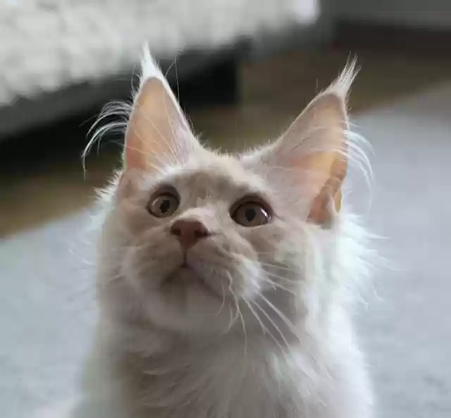 Free download mainkan maine coon cat animals free picture to be edited with GIMP free online image editor