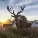 Majestic Deer: The Graceful Guardian of the Forest  screen for extension Chrome web store in OffiDocs Chromium