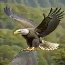 Majestic eagle wallpaper  screen for extension Chrome web store in OffiDocs Chromium