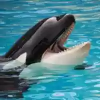 Free download Makaios Avatar free photo or picture to be edited with GIMP online image editor