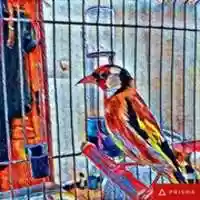 Free download Maknin mehdi milo free photo or picture to be edited with GIMP online image editor