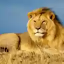 Male Lion: The King of the Savannah  screen for extension Chrome web store in OffiDocs Chromium