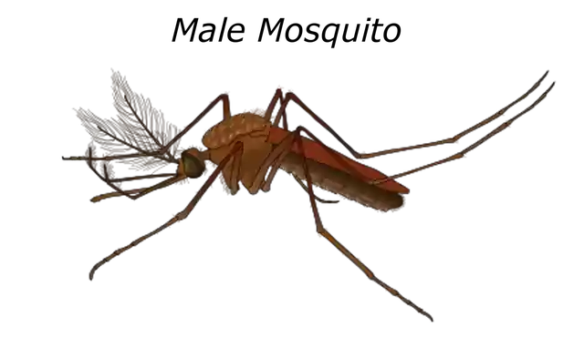 Free download Male Mosquito Malaria -  free illustration to be edited with GIMP free online image editor