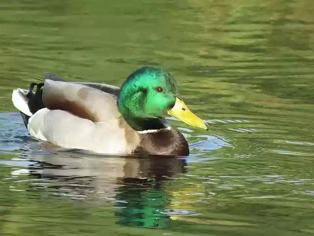 Free download Mallard Duck Male -  free photo or picture to be edited with GIMP online image editor