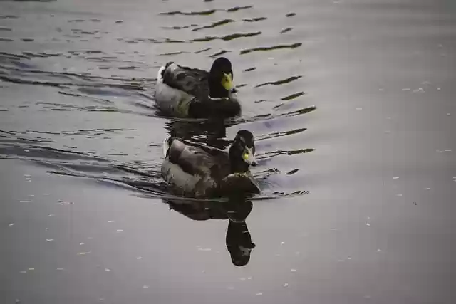 Free download mallards ducks lake birds free picture to be edited with GIMP free online image editor