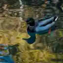 Mallard swimming in rippling reflecting pond  screen for extension Chrome web store in OffiDocs Chromium