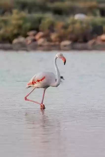 Free download mallorca flamingo nature birds free picture to be edited with GIMP free online image editor