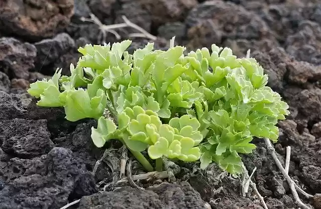 Free download Malpais De Güimar Sea Kale -  free free photo or picture to be edited with GIMP online image editor