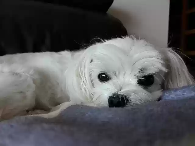 Free download Maltese Puppy Dog -  free photo or picture to be edited with GIMP online image editor