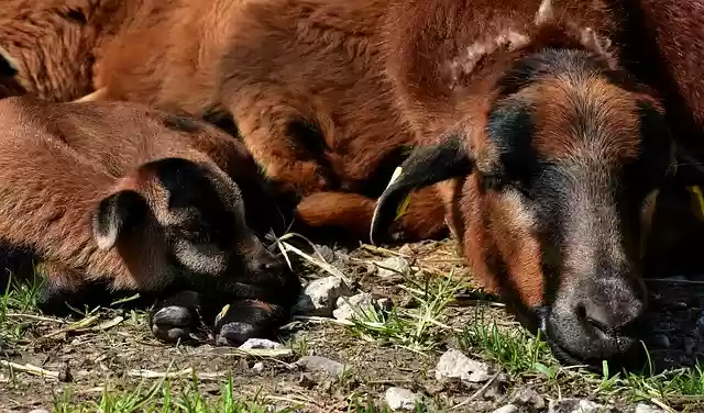 Free download mama young sleep sheep newborn free picture to be edited with GIMP free online image editor
