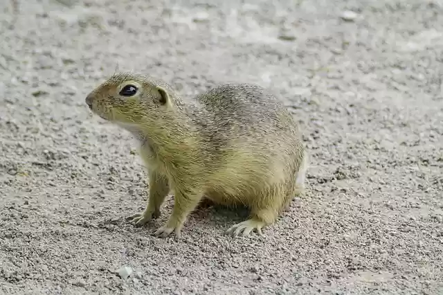 Free download mammal animal ground squirrel free picture to be edited with GIMP free online image editor