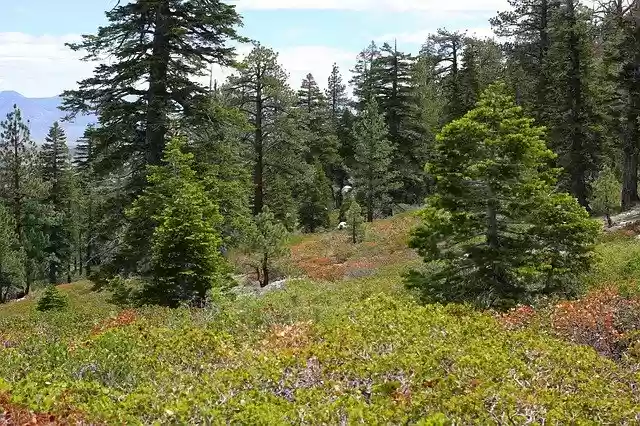 Free download Mammoth California Trees -  free photo or picture to be edited with GIMP online image editor