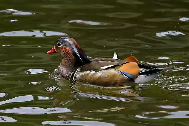 Free download mandarin duck duck bird animal free picture to be edited with GIMP free online image editor