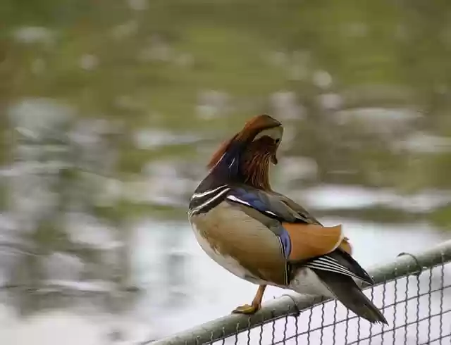 Free download mandarin duck duck bird fence free picture to be edited with GIMP free online image editor
