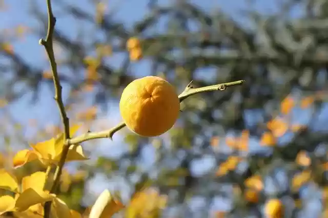 Free download Mandarin Tree Orange -  free photo or picture to be edited with GIMP online image editor