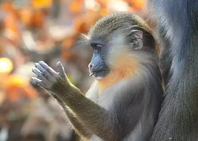 Free download mandrill monkey primate free picture to be edited with GIMP free online image editor