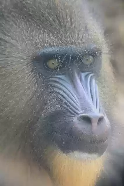 Free download Mandrill Singe Zoo Des -  free photo or picture to be edited with GIMP online image editor