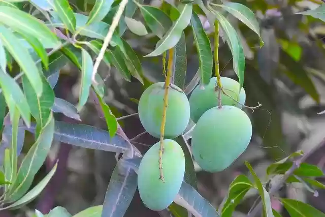Free download Mangoes Fruits Organic -  free photo or picture to be edited with GIMP online image editor