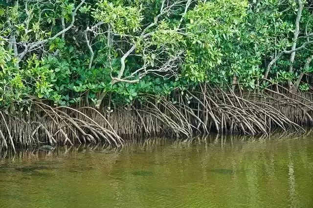 Free download Mangroves Tropical Water -  free photo or picture to be edited with GIMP online image editor