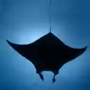 Manta Ray  screen for extension Chrome web store in OffiDocs Chromium