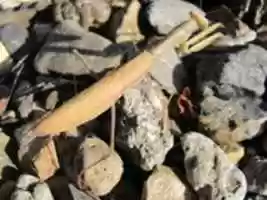 Free download Mantis on rocks - JPG file free photo or picture to be edited with GIMP online image editor