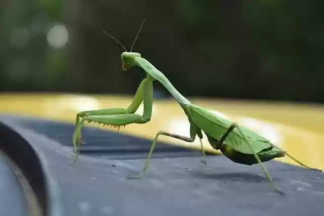 Free download mantis praying mantis insect nature free picture to be edited with GIMP free online image editor