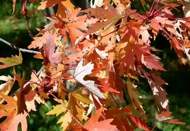 Free download Maple Acer Leaves -  free photo or picture to be edited with GIMP online image editor