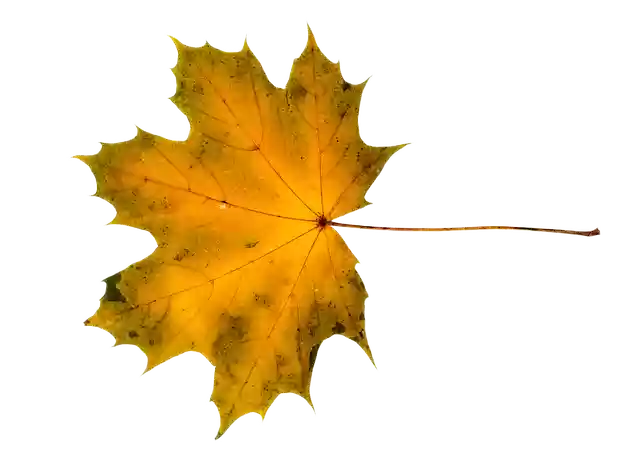 Free download Maple Acer Tree -  free photo or picture to be edited with GIMP online image editor