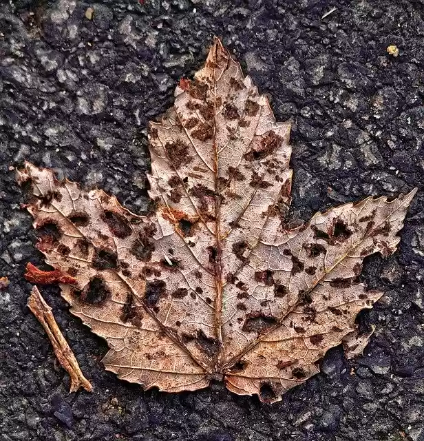 Free download Maple Leaf Asphalt -  free photo or picture to be edited with GIMP online image editor