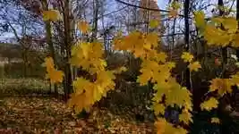 Free download Maple Leaf Color -  free video to be edited with OpenShot online video editor