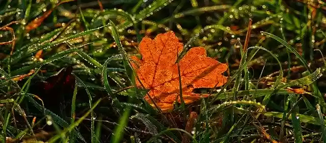 Скачать бесплатно Maple Leaf Grass Dewdrop - бесплатное фото или изображение для редактирования с помощью онлайн-редактора GIMP