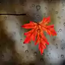 Maple leaves  screen for extension Chrome web store in OffiDocs Chromium