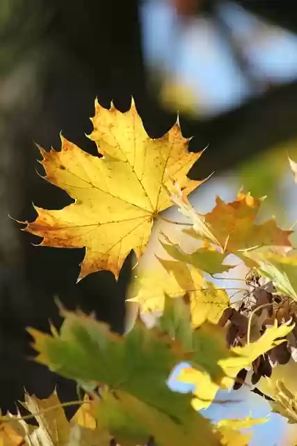 Free download maple leaves leaves trees forest free picture to be edited with GIMP free online image editor