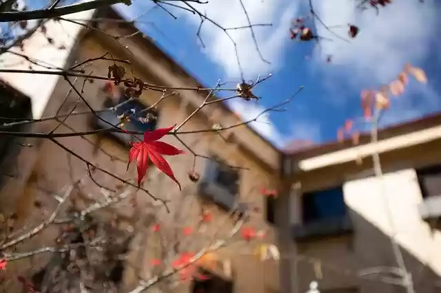 Free download Maple Sky Cloud -  free free photo or picture to be edited with GIMP online image editor