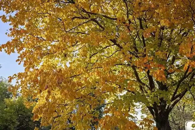 Free download Maple Tree Yellow -  free free photo or picture to be edited with GIMP online image editor