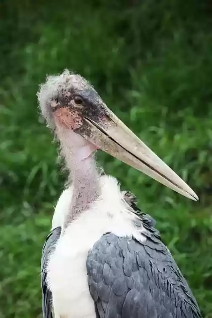 Free download marabout bird beak animal plumage free picture to be edited with GIMP free online image editor