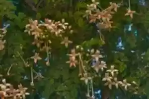 Free download Mara Indian Cork free photo or picture to be edited with GIMP online image editor