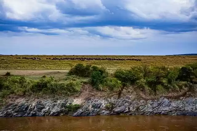 Free download mara river wild animals wilderness free picture to be edited with GIMP free online image editor