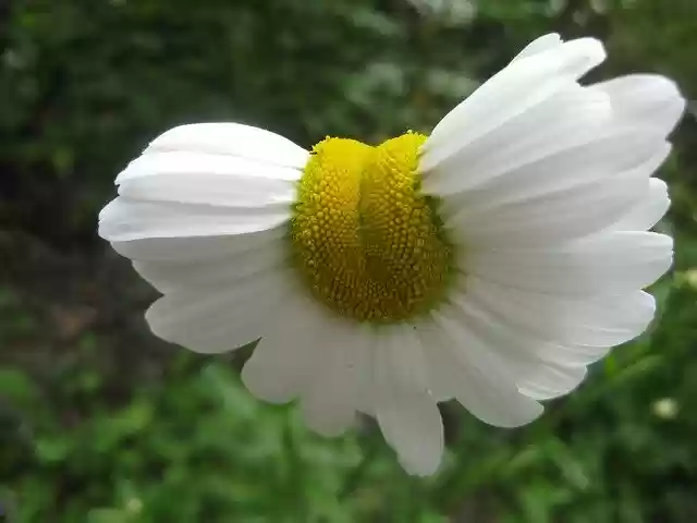 Free download Margarite Mutation Ease -  free photo or picture to be edited with GIMP online image editor