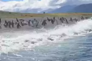 Free download Margellanic Penguins on Martillo Island free photo or picture to be edited with GIMP online image editor