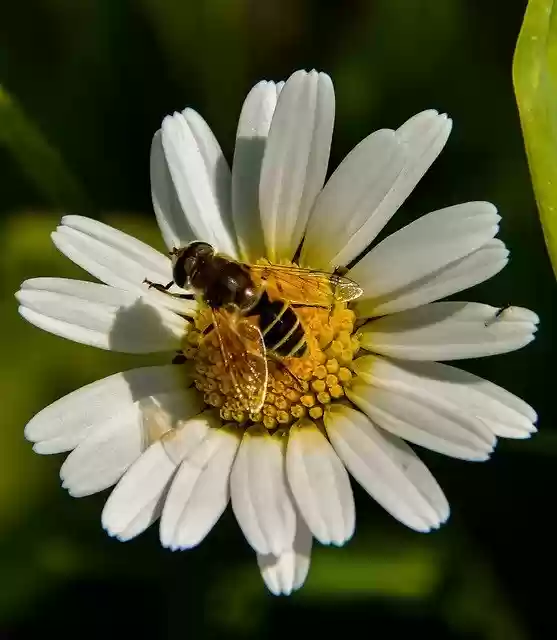 Free download Marguerite Bee Flower -  free photo or picture to be edited with GIMP online image editor